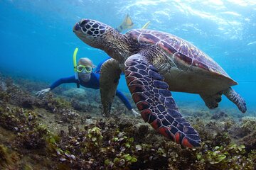 Fujairah and Snoopy Island Snorkel and Watersports Experience