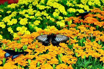 Visit Butterfly Garden in Dubai