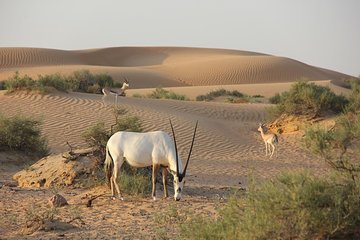 Wildlife Desert Safari Tour | Dubai 