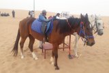 Top 5 Dubai Tours